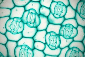 Microscopic view of plant stomata