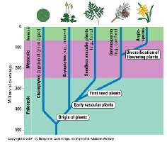 Timeline of plant evolution and diversification