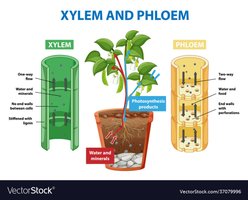 Diagram comparing xylem and phloem structure and function