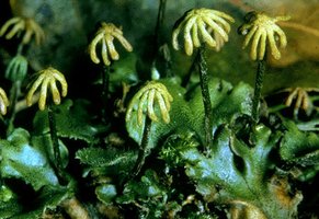Liverworts