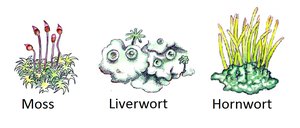 Illustration of moss, liverwort, and hornwort