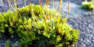 Mosses in a natural habitat