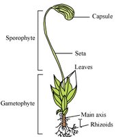 Diagram of bryophyte life cycle showing gametophyte and sporophyte