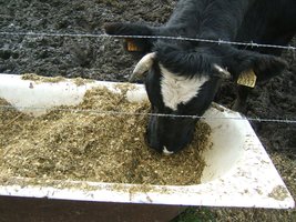 Cow eating plant-based feed