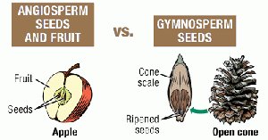 Comparison of angiosperm and gymnosperm seeds