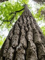 Berries used as food plants