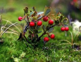 Kinnikinik berries