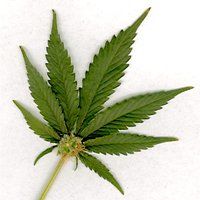 Leaf of a plant used for medicinal or recreational purposes
