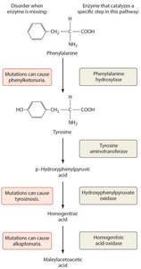 Metabolic pathway for phenylalanine and tyrosine metabolism, showing disorders caused by enzyme deficiencies