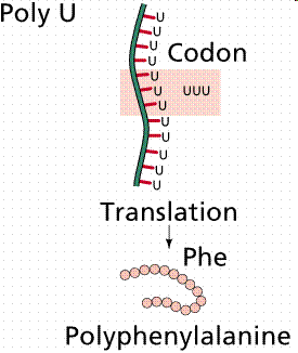 PolyU experiment showing translation of UUU codon to phenylalanine