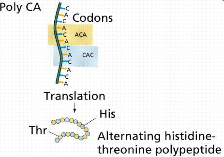 PolyCA experiment showing translation of ACA and CAC codons to histidine and threonine