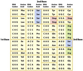 Genetic code table showing codons and corresponding amino acids