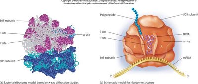 Bacterial ribosome structure and schematic model showing A, P, and E sites