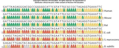 Stages of translation: initiation, elongation, and termination