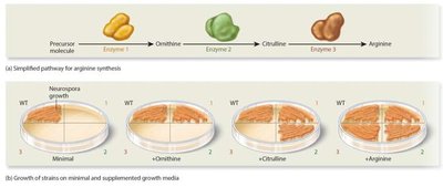 Simplified pathway for arginine synthesis and growth of Neurospora strains on minimal and supplemented media
