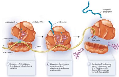 Initiation: mRNA, tRNA, and ribosomal subunits form a complex