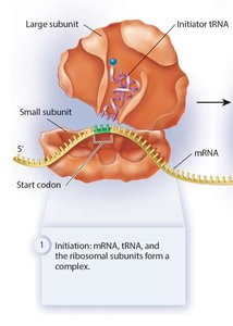 Initiation in bacteria: mRNA binding, initiator tRNA, and large ribosomal subunit association