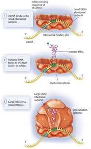Elongation: tRNA entry, peptide transfer, and ribosome translocation