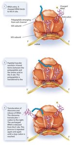 Termination: release factor binding, polypeptide release, and ribosome disassembly