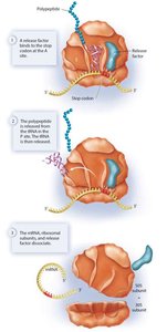 Termination: completed polypeptide released from ribosome