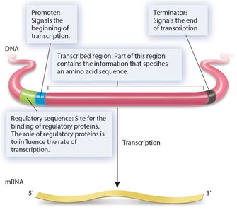 Structure of a gene showing promoter, terminator, transcribed region, and regulatory sequence