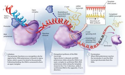 Stages of transcription: initiation, elongation, and termination