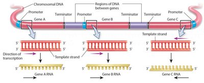 Direction of transcription and template strand usage for different genes