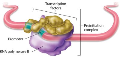 Eukaryotic transcription: preinitiation complex with transcription factors and RNA polymerase II