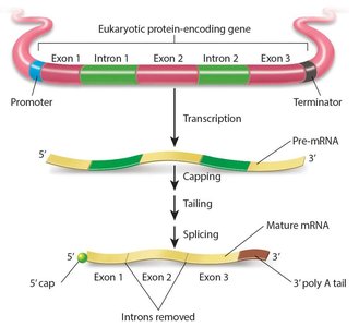 Eukaryotic gene transcription and mRNA processing: capping, tailing, and splicing