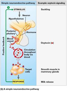Simple neuroendocrine pathway