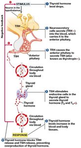 Hormone cascade pathway