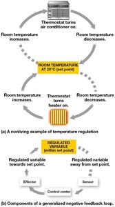 Negative feedback loops and homeostasis