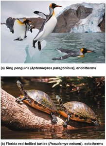 Endothermy and ectothermy