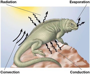 Heat exchange between an organism and its environment
