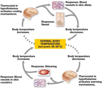 Thermostatic function of the hypothalamus in thermoregulation