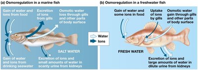 Osmoregulation in marine and freshwater bony fishes