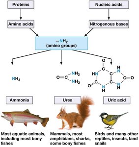 Forms of nitrogenous waste