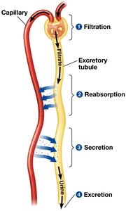 Key steps of excretory system function