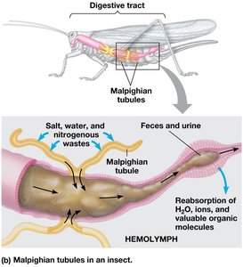 Malpighian tubules in an insect