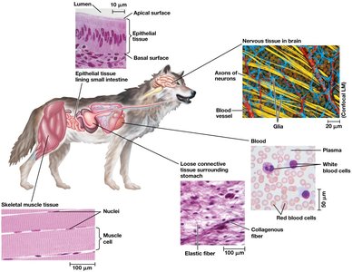 Structure and function in animal tissues