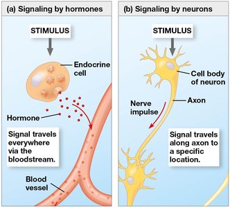 Signaling by hormones and neurons