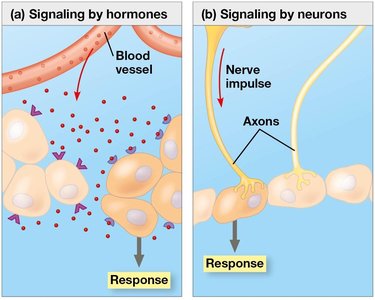 Signaling in the endocrine and nervous systems