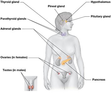 The human endocrine system