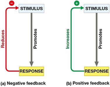 Negative and positive feedback