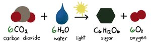 Balanced equation for photosynthesis