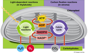 Diagram showing the two stages of photosynthesis: light-dependent and carbon fixation reactions