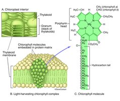 Structure and arrangement of chlorophyll molecules in the thylakoid membrane