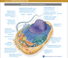 Diagram of a generalized animal cell with labeled organelles