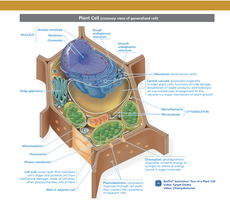 Diagram of a generalized plant cell with labeled organelles