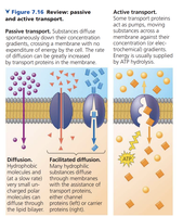 Diagram comparing passive and active transport across a membrane